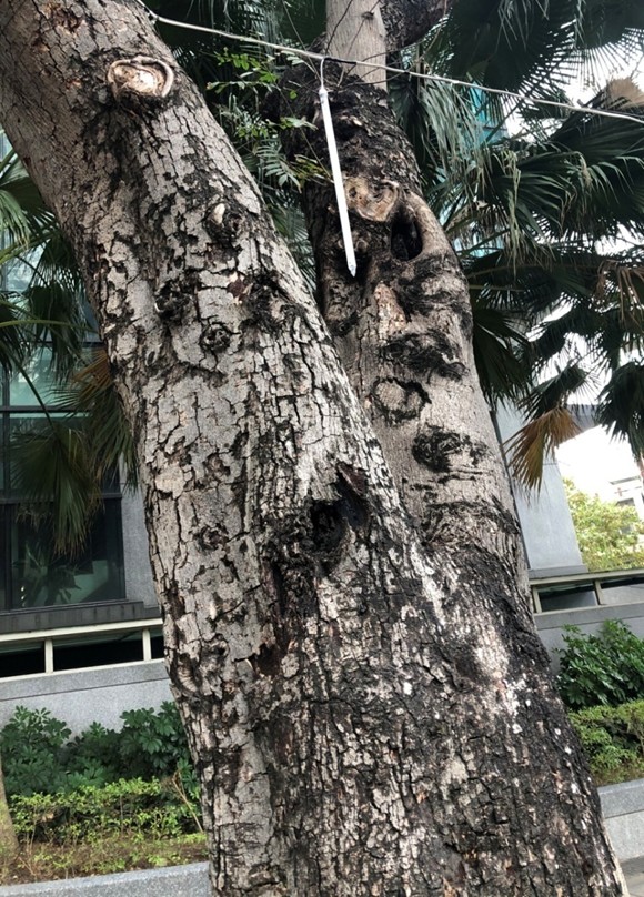 樹木的城市 作品照片